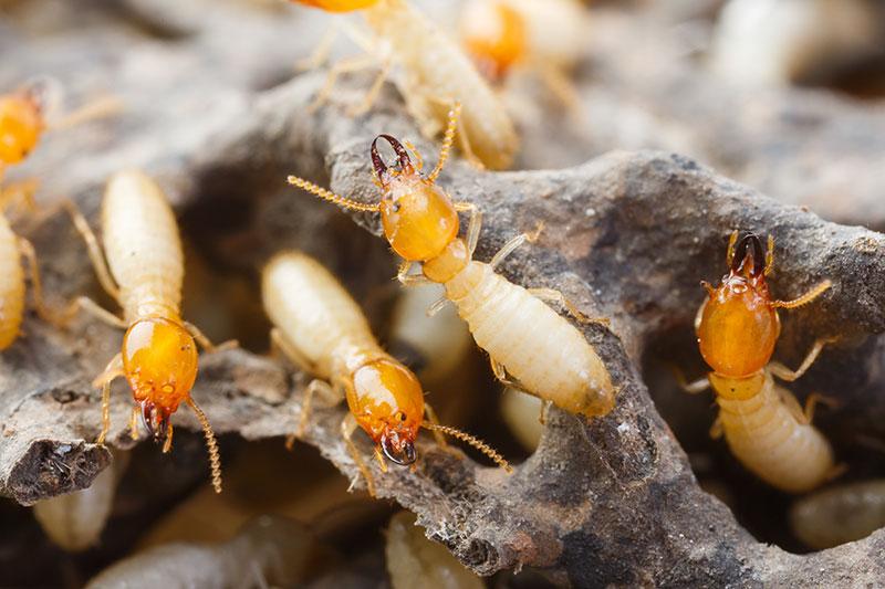 Pre-Purchase-Pest--Inspections